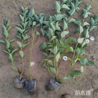 高度60厘米红瑞木