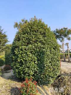 冠幅300厘米红叶石楠球