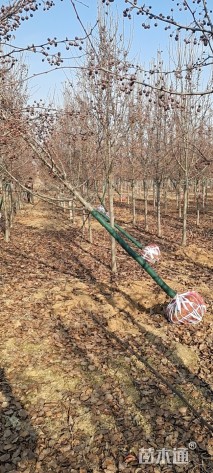 8公分彩叶豆梨