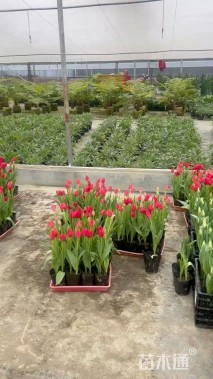 高度30厘米郁金香