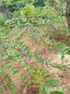 高度80厘米紫珠