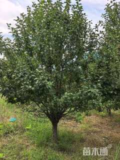 12公分八棱海棠