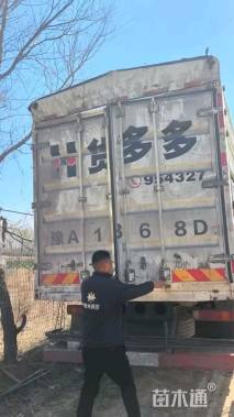高度100厘米黄刺玫