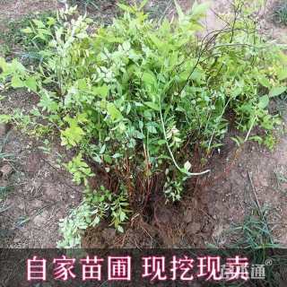 高度50厘米金山绣线菊