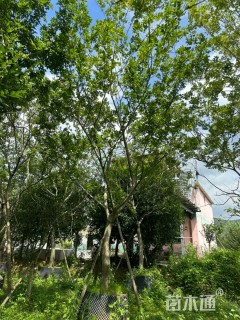 15公分朴树