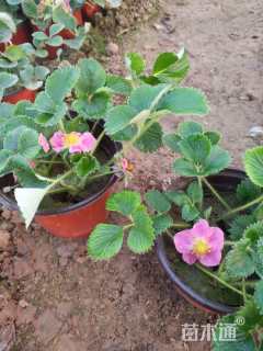 高度15厘米草莓