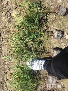 高度50厘米南天竹小苗