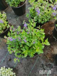 高度20厘米蓝花莸