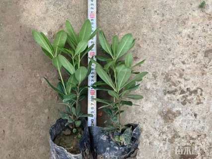 高度20厘米海桐