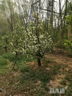 23公分梨树