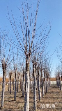 18公分红花槐