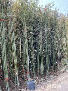 地栽苗早园竹