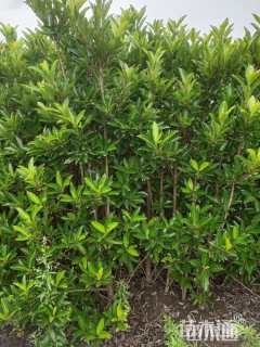 高度60厘米法国冬青