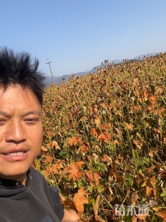 1.5公分千年桐