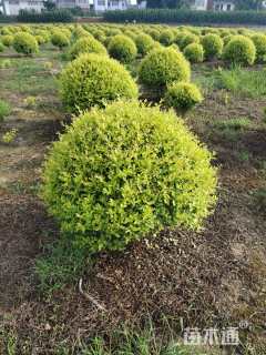 高度30厘米金冠女贞