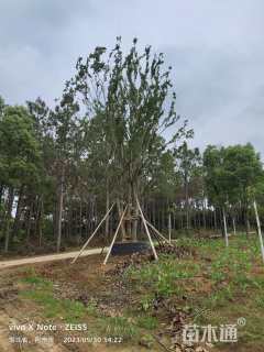 高度800厘米丛生紫薇