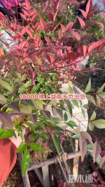 高度70厘米南天竹