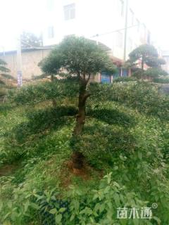 15公分造型罗汉松