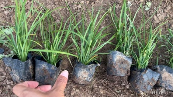 高度10厘米麦冬