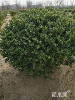 冠幅100厘米龟甲冬青球