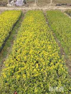 高度30厘米扶桑