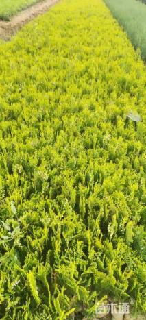 高度20厘米洒金柏