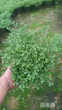 高度5厘米翠云草