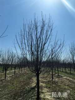 11公分绚丽海棠