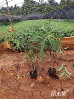 高度30厘米墨西哥鼠尾草