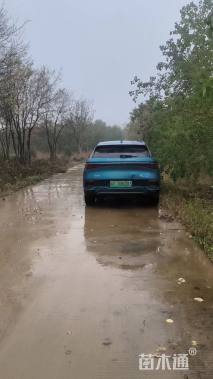 50公分(4杆)丛生朴树