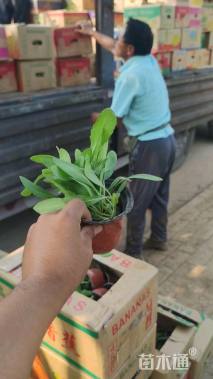 高度15厘米天人菊