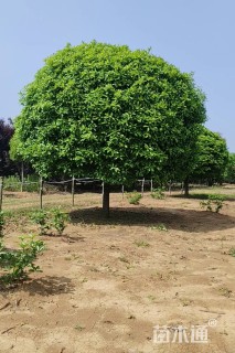 20公分高杆桂花