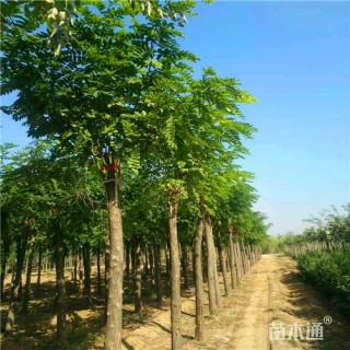 15公分嫁接香花槐