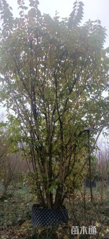 高度250厘米丛生蜡梅