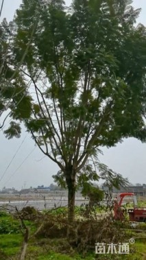28公分蓝花楹