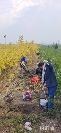 高度250厘米丛生金枝槐