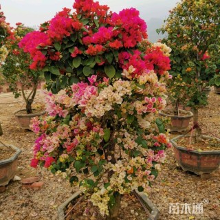 高度150厘米三角梅