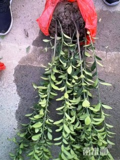 高度50厘米大叶黄杨