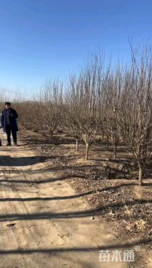 高度230厘米木槿