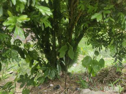 高度1.8厘米黄杨