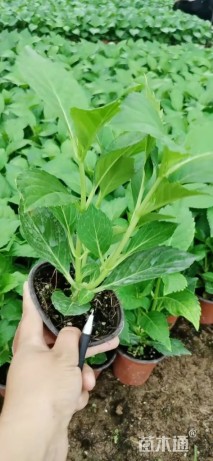 高度50厘米无尽夏绣球