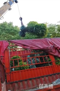 高度30厘米朱蕉