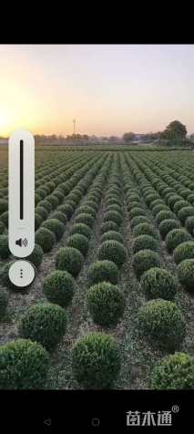 高度120厘米卫矛