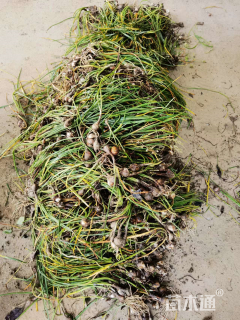 高度20厘米葱兰