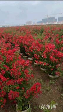 高度150厘米天鹅绒紫薇