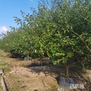 15公分红梅