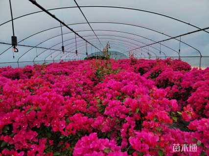 高度80厘米三角梅