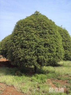 14公分14公分桂花