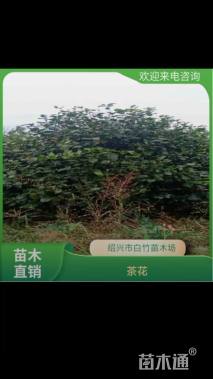 高度100厘米茶花