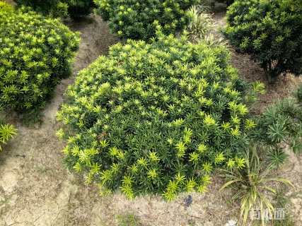 冠幅80厘米罗汉松球